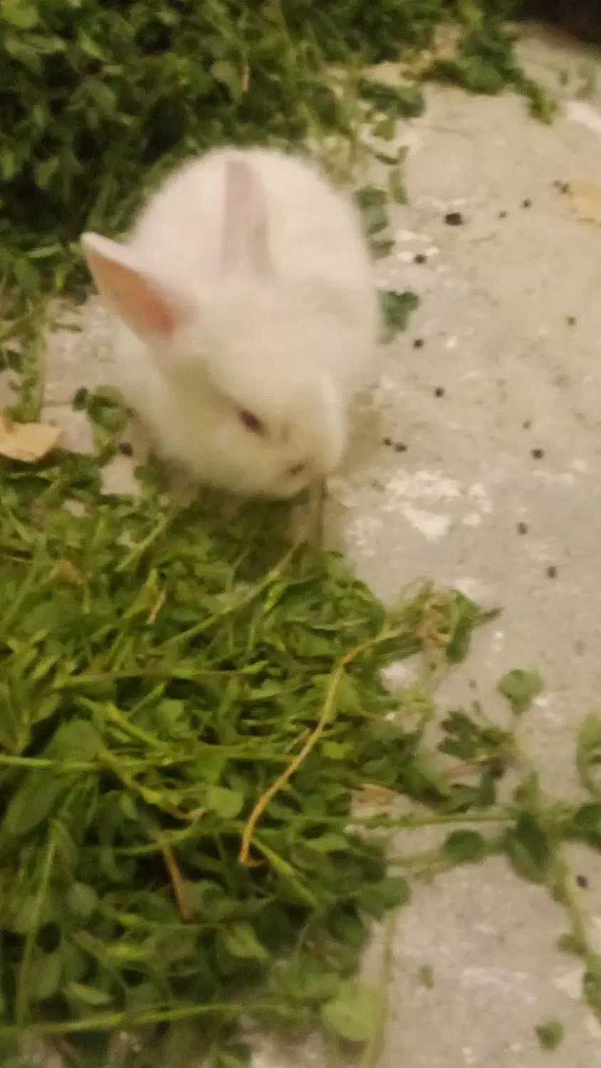 خرگوش لوپ خوشگل و ناز|موش و خرگوش|بیرجند, |دیوار