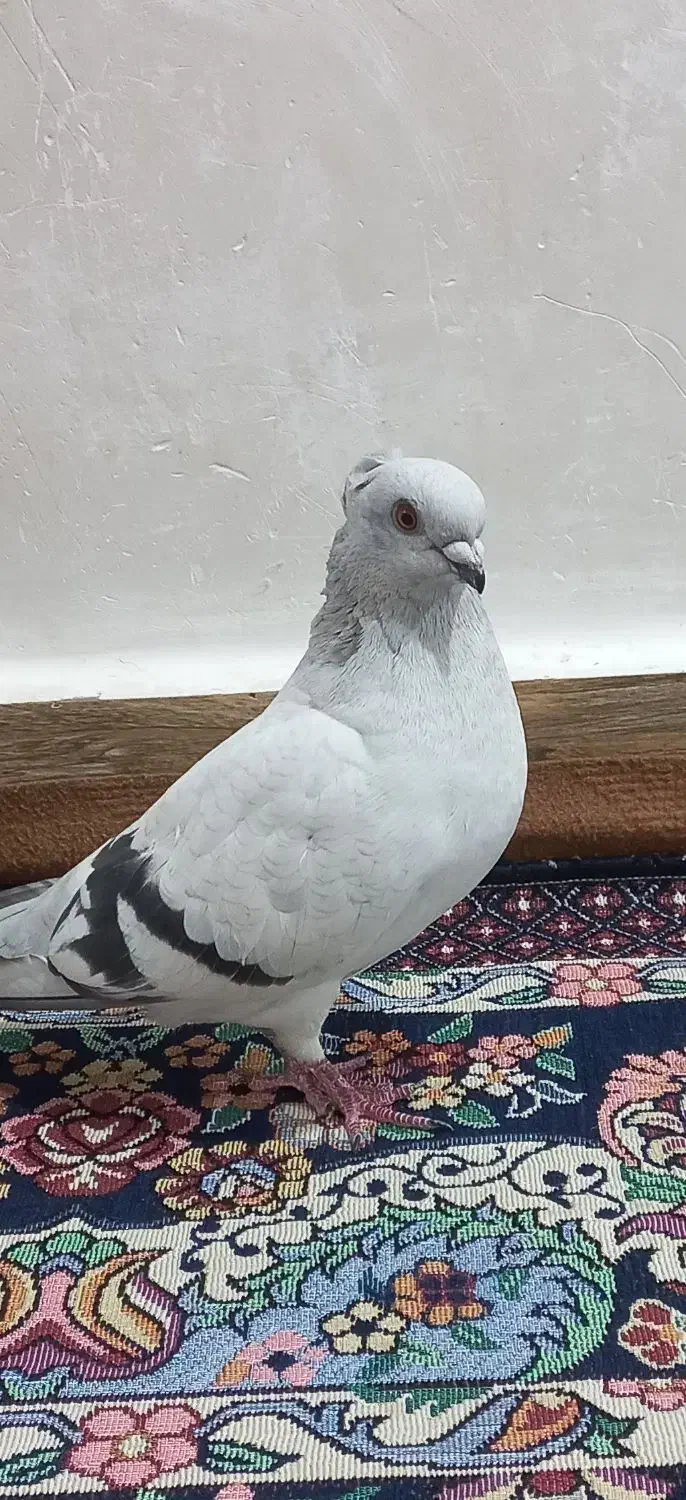 ماده شامی|پرنده|شوشتر, |دیوار