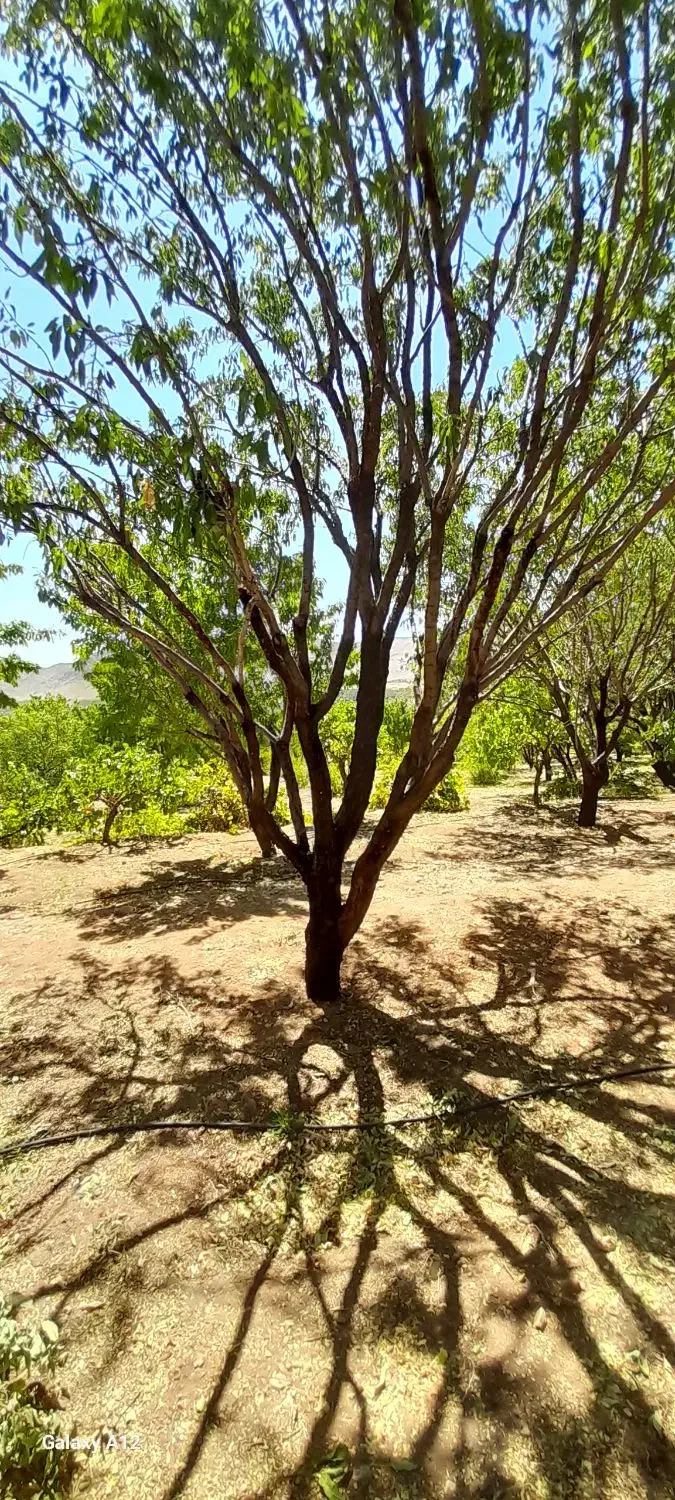 پیوند و هرس|خدمات باغبانی و درختکاری|شهرکرد, |دیوار