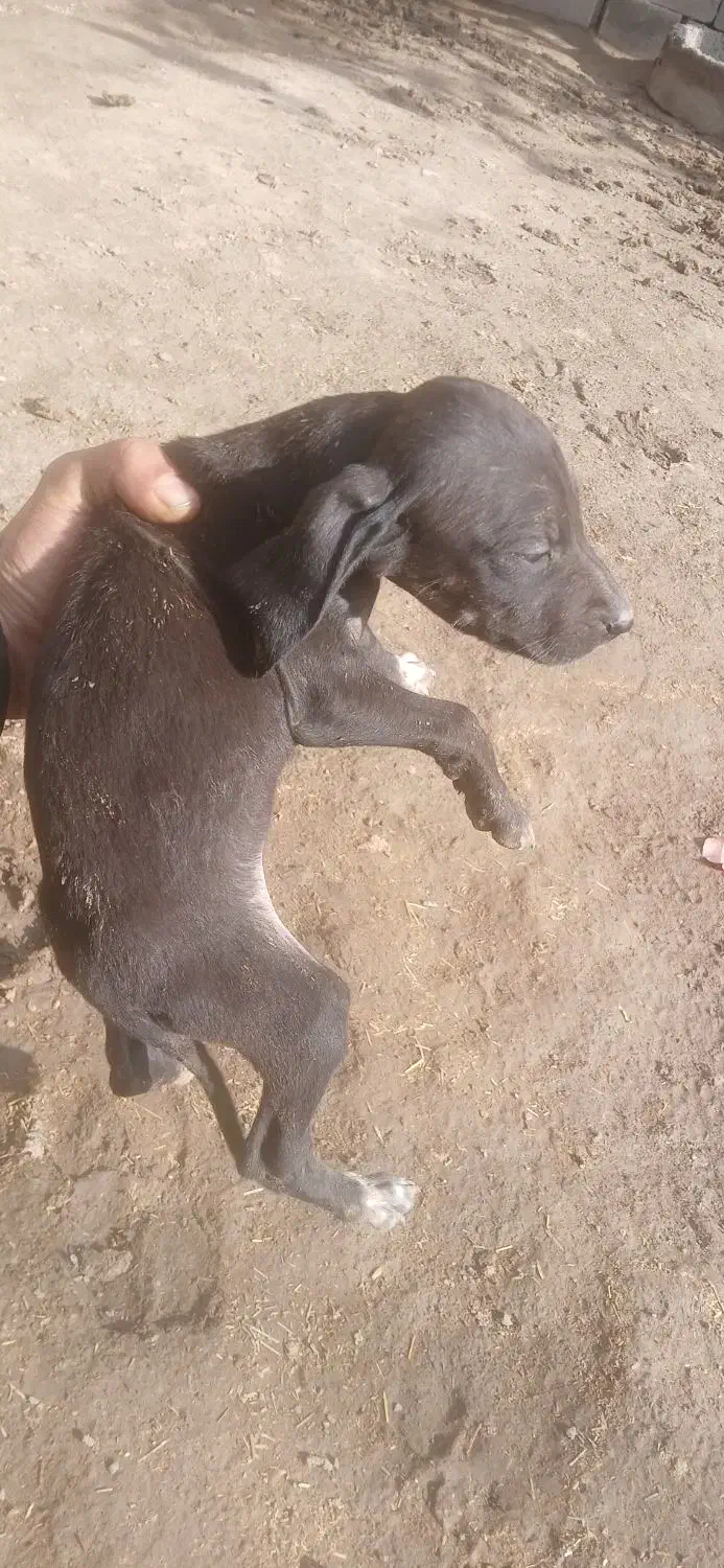 توله ۲ ماهه آلمان نرو ماده|سگ|گلی داغ, |دیوار