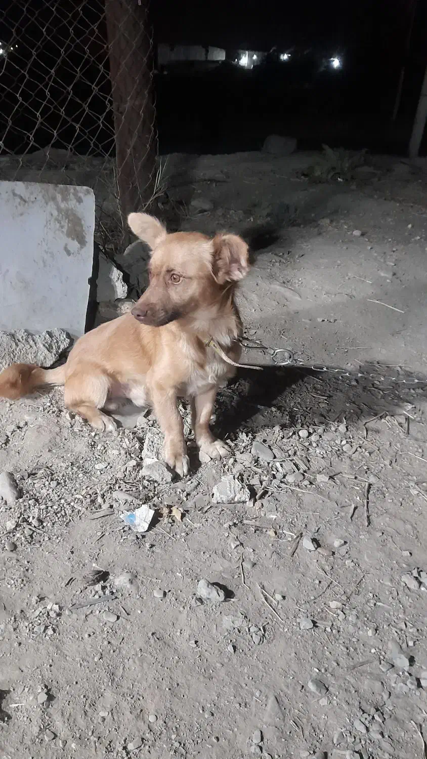 سگ پاکوتاه اشپیتز|سگ|گرگان, |دیوار