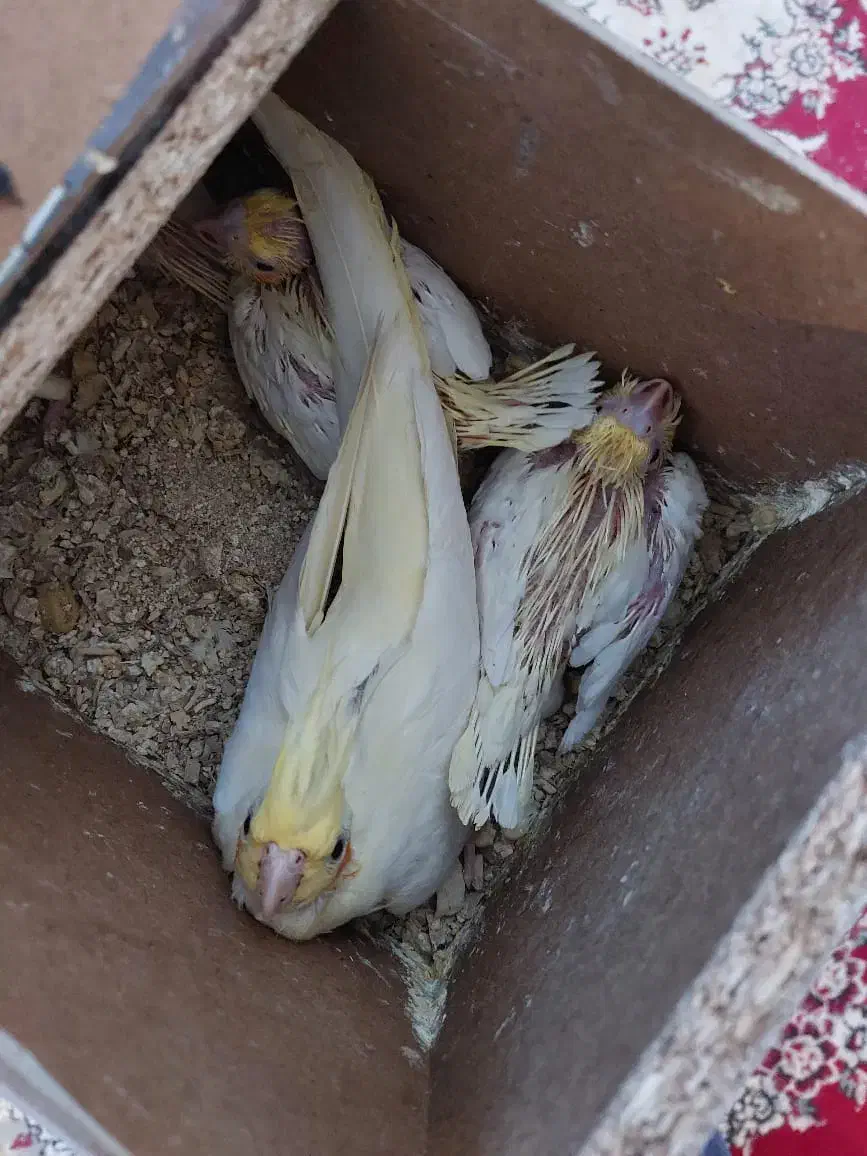 عروس لوتینو زعفرونی با سه تا جوجه و چهارتخم|پرنده|مشهد, شهرک مهرگان|دیوار