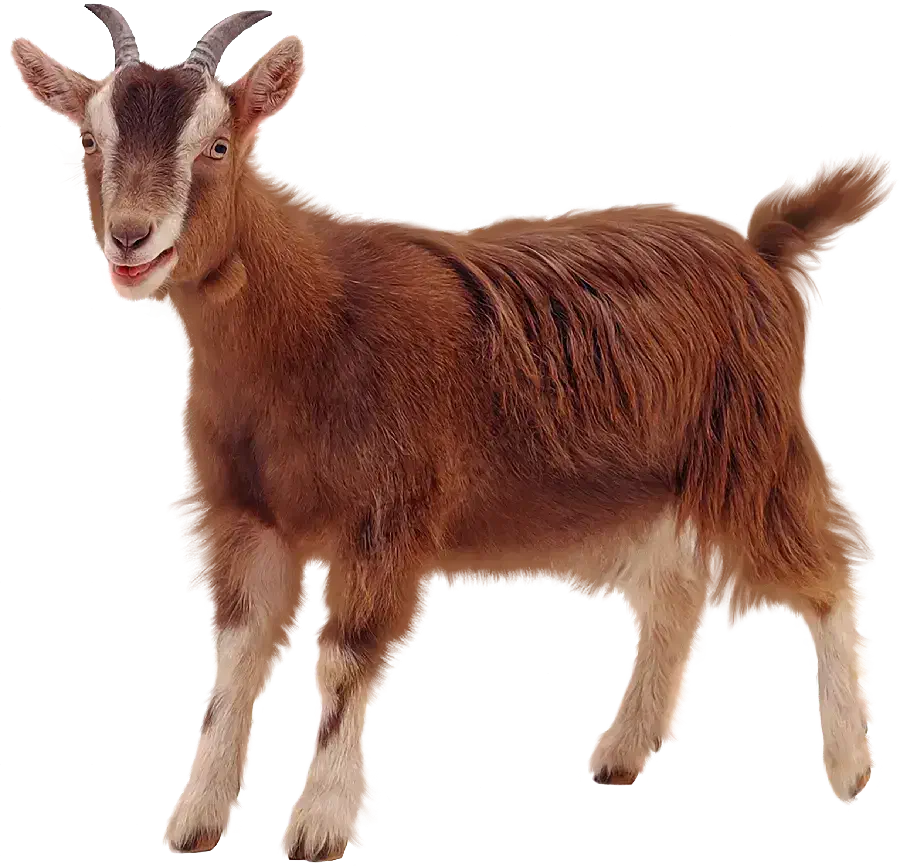 چهار بز فروشی|حیوانات مزرعه|فردوس (خراسان), |دیوار