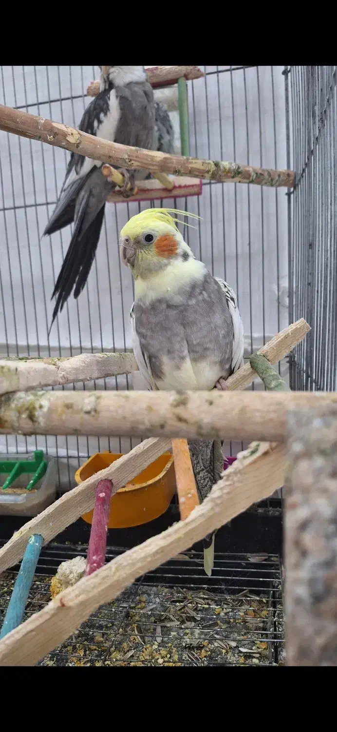 یک جفت عروس هلندی|پرنده|عسگران, |دیوار