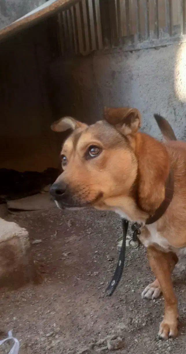 سگ پا کوتاه|سگ|مشهد, شهرک امام سجاد|دیوار