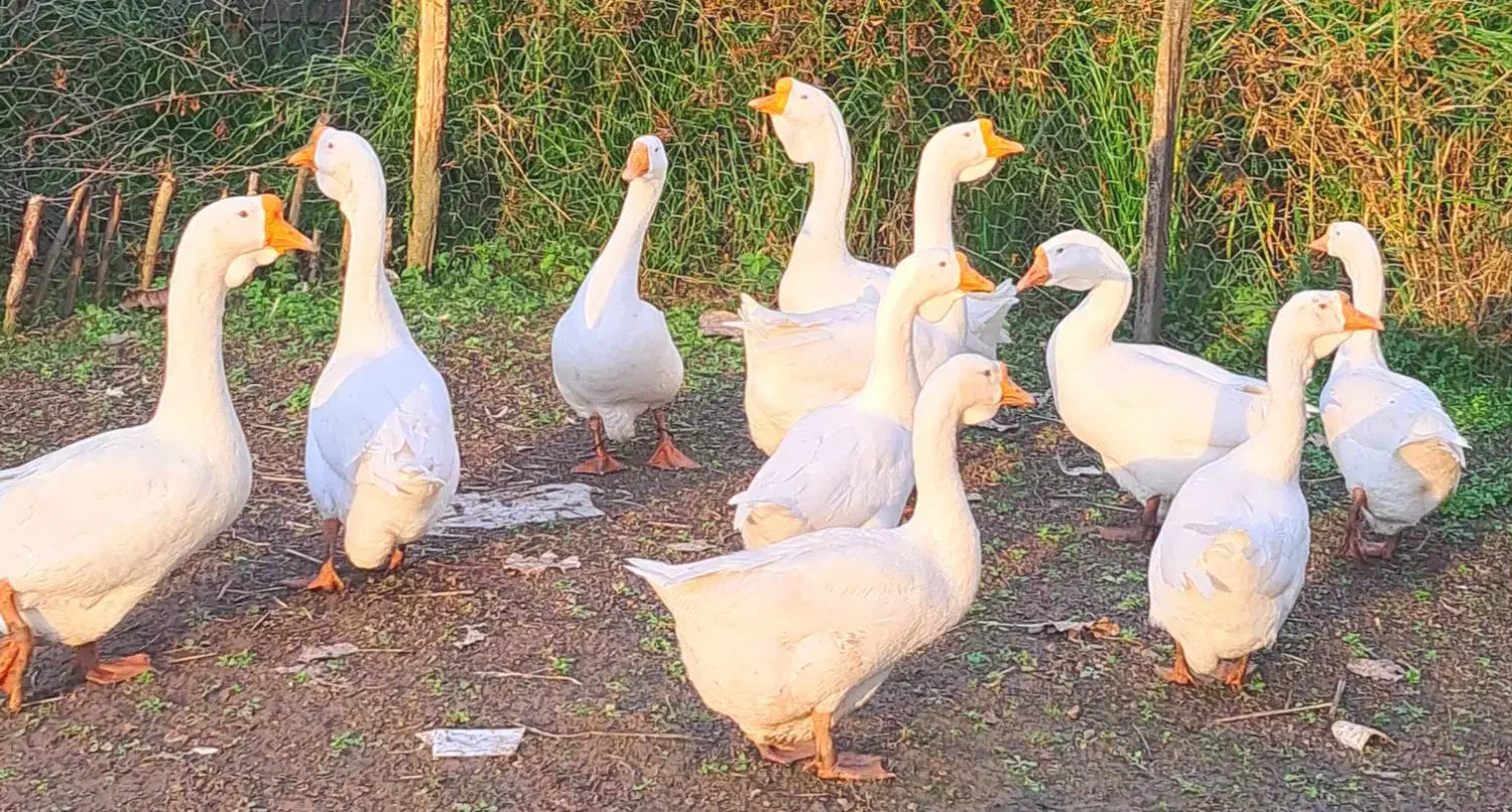 تخم قوغاز اصیل|حیوانات مزرعه|رشت, لاکان|دیوار