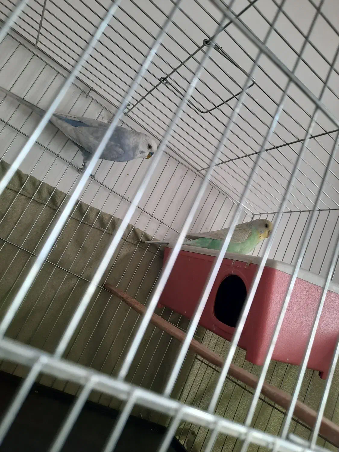 فروش ۴ عدد مرغ عشق|پرنده|خلخال, |دیوار