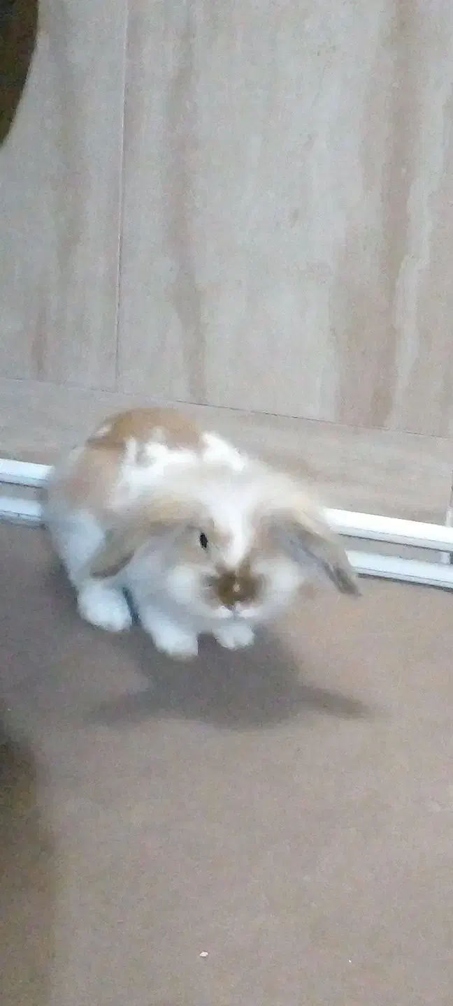 خرگوشم گم شده|حیوانات|نیشابور, خط کاشمر|دیوار