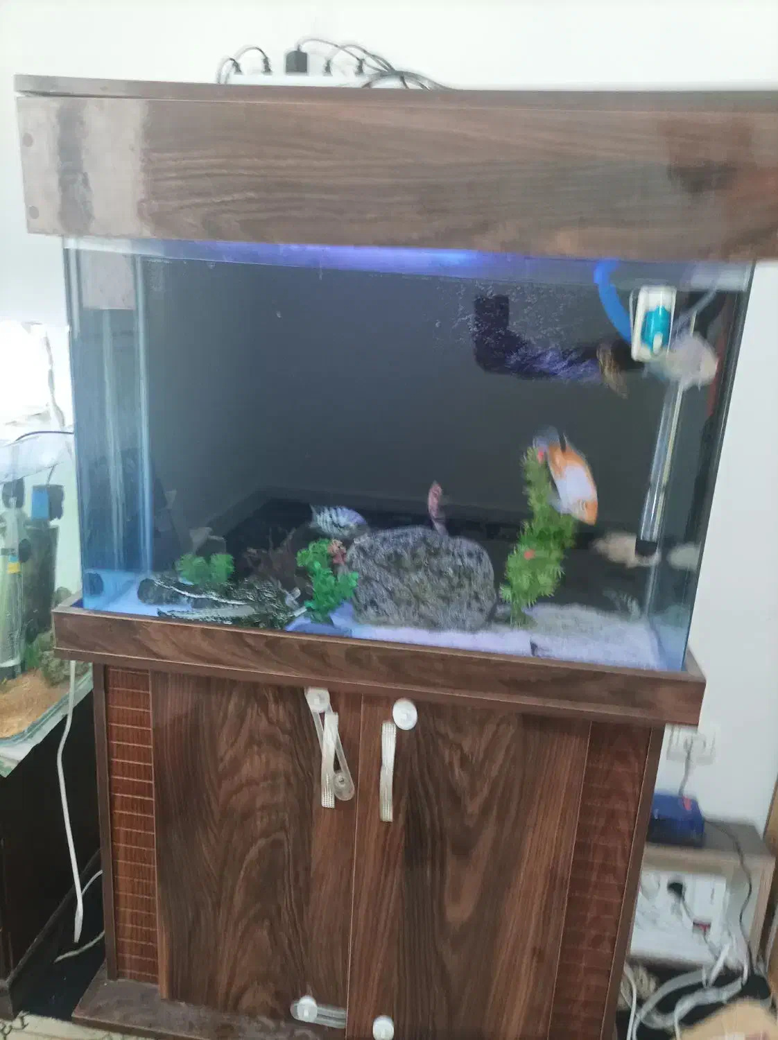 آکواریوم و تعدادی ماهی|ماهی|تهران, صادقیه|دیوار