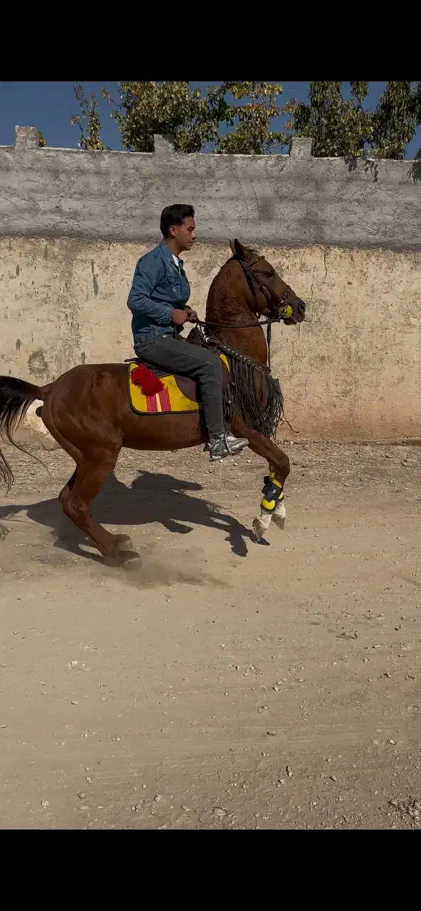 فروش نریان کرد|اسب و تجهیزات اسبسواری|تبریز, |دیوار