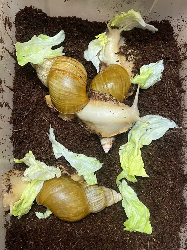 حلزون البینو|خزنده|اصفهان, براآن شمالی|دیوار