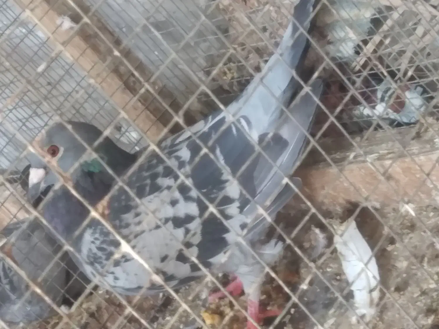 پرنده|پرنده|سیراف, |دیوار