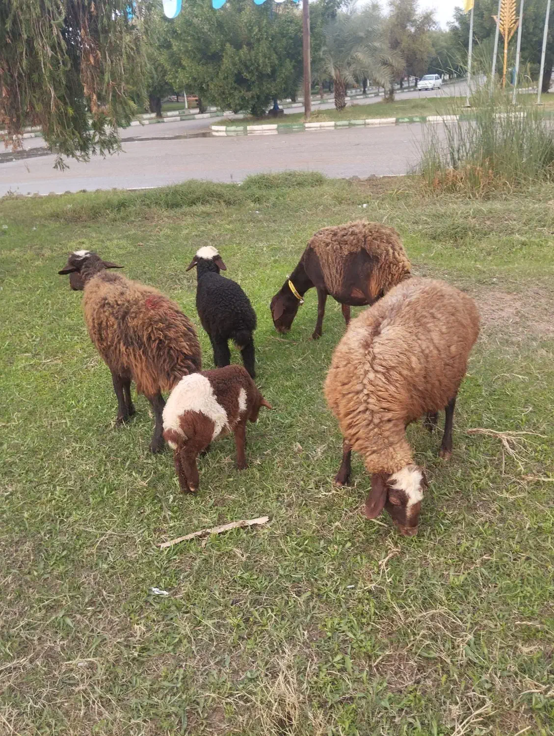 میش بره|حیوانات مزرعه|دزفول, |دیوار