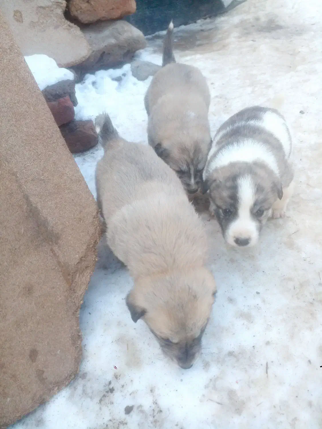 پاکوتا|سگ|اردبیل, |دیوار