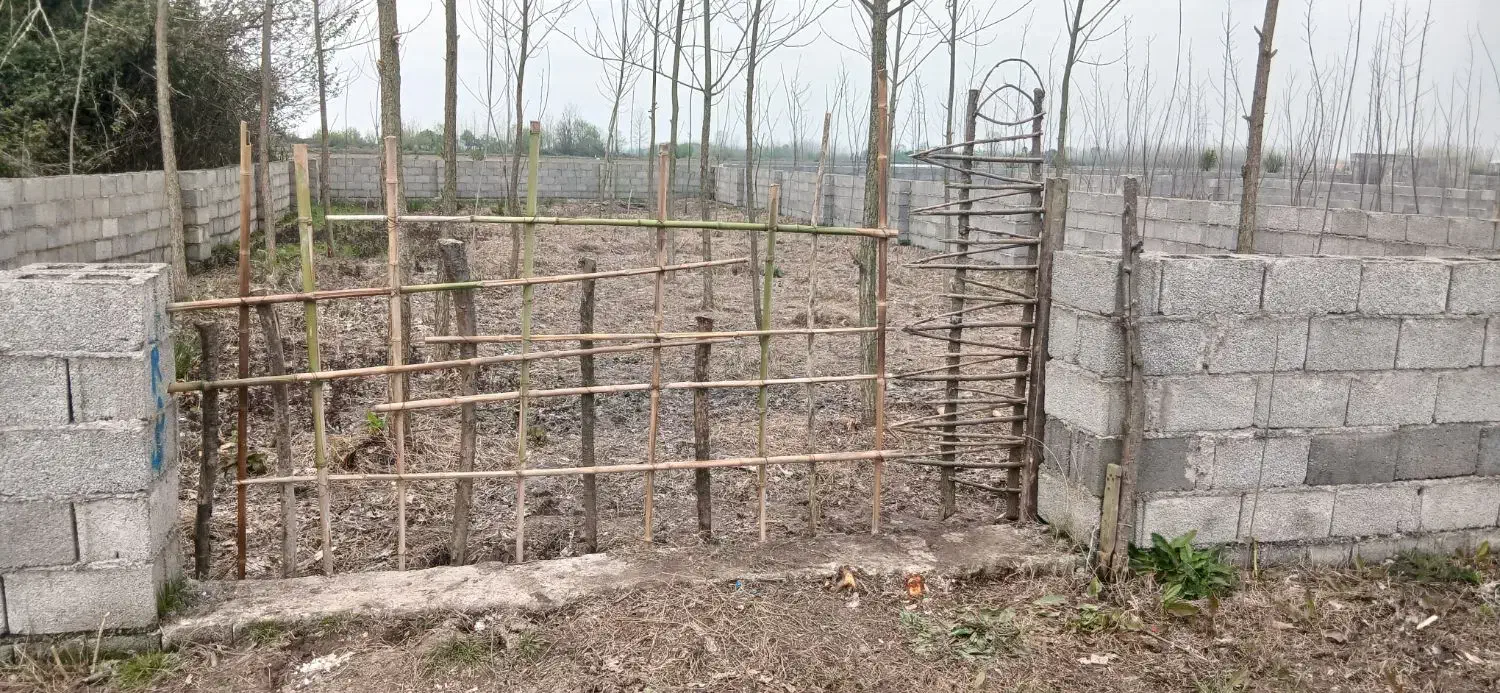 باغبانی|خدمات باغبانی و درختکاری|خمام, |دیوار