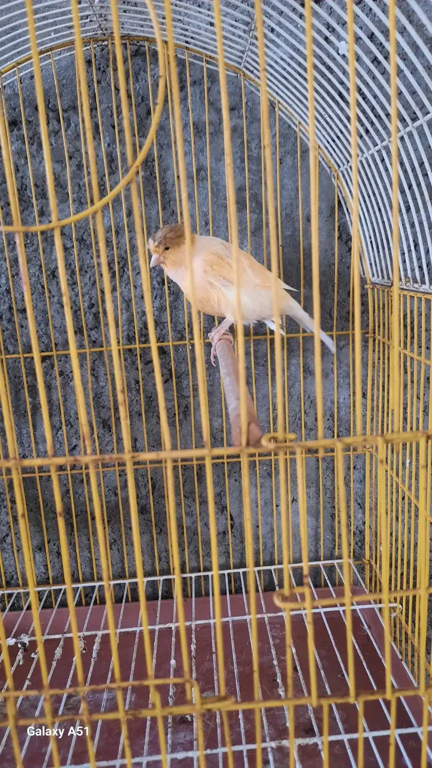 فروش قناری ماده آماده جفت با قفس|پرنده|قیدار, |دیوار