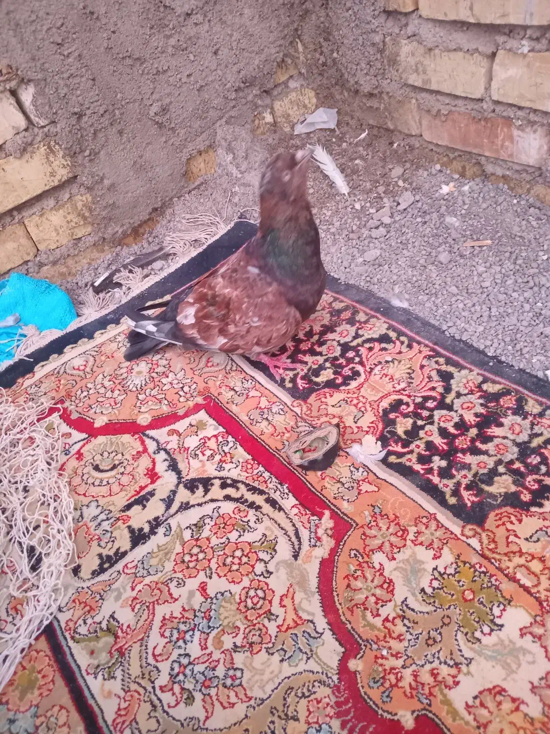 کله تاب|پرنده|باوی, |دیوار