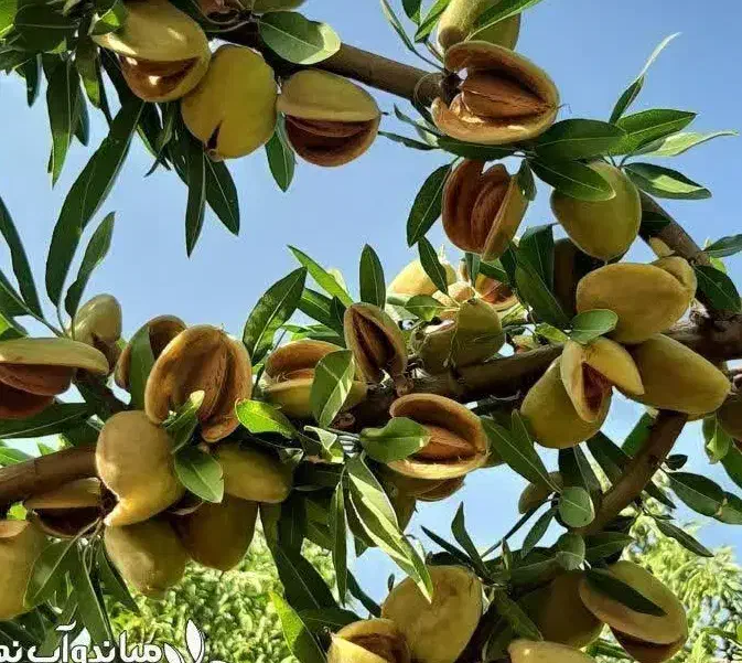 پیشفروش نهال بادام آذر باشرایط چک|خدمات باغبانی و درختکاری|صمصامی, |دیوار