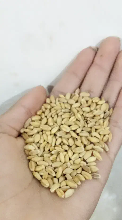 گندم|گل و گیاه طبیعی|خمک, |دیوار