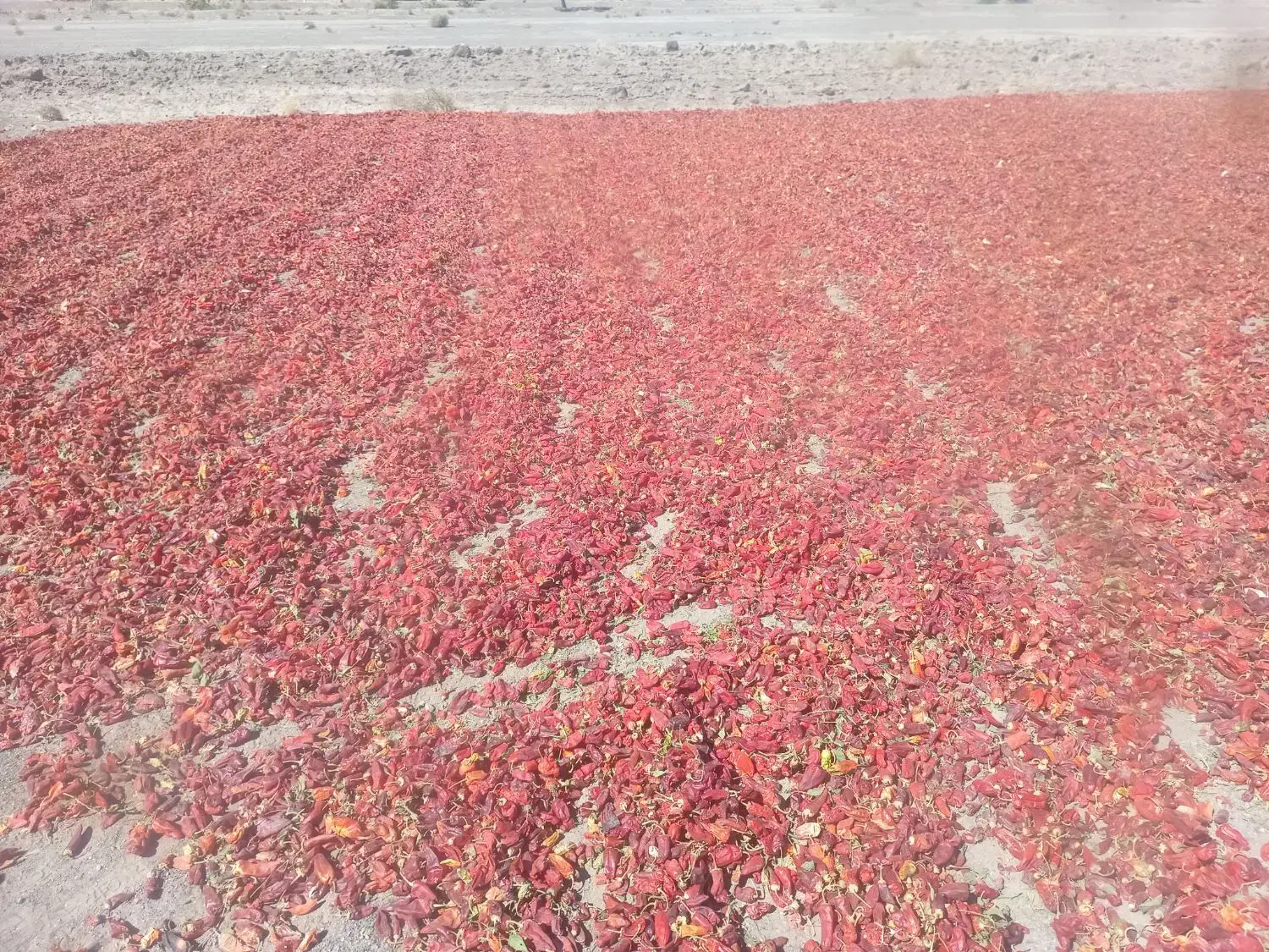 پخش فلفل قرمز قلم وپودر ارگانیک کبله|حراج|داورزن, |دیوار