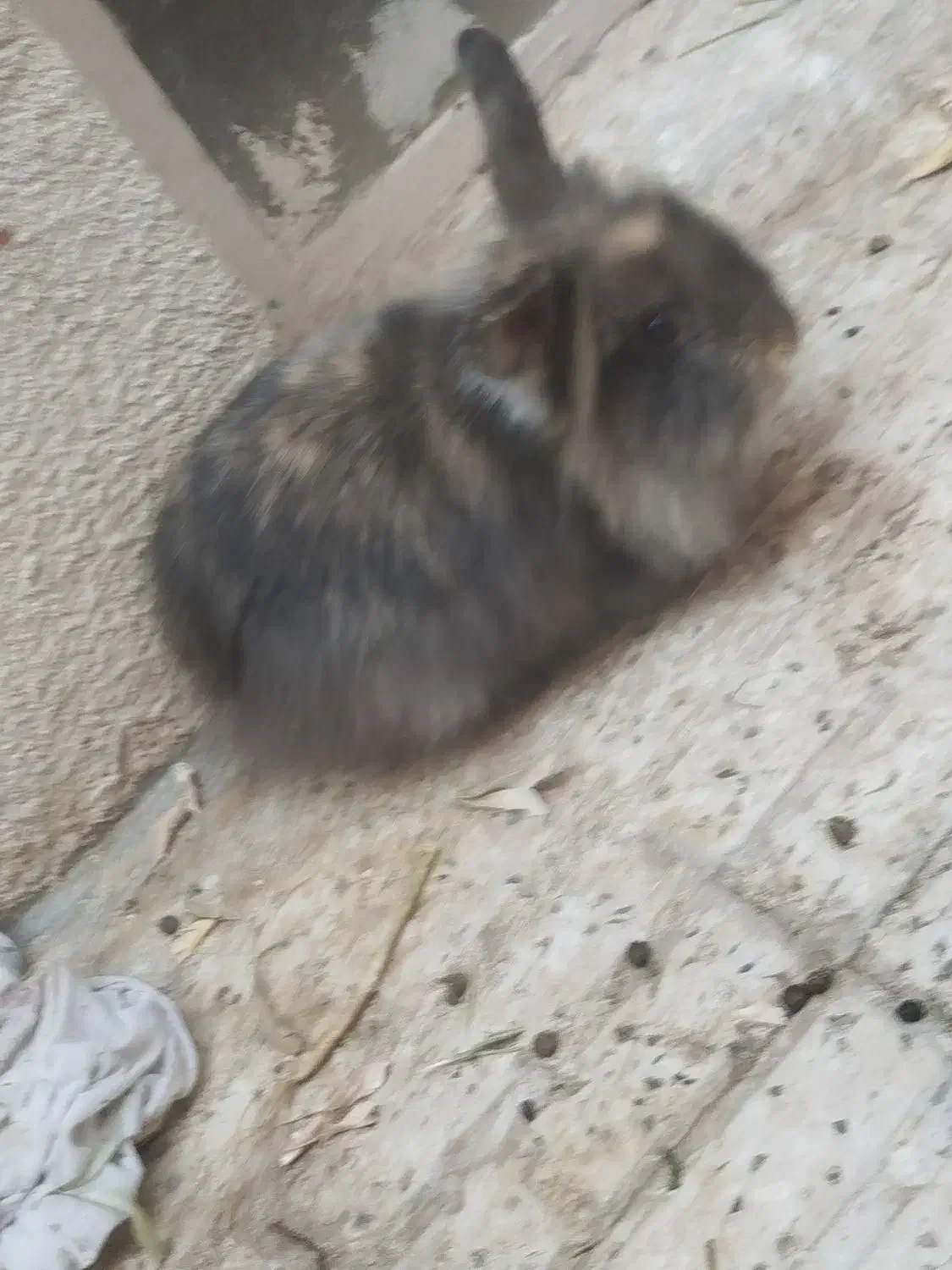 خرگوش|موش و خرگوش|زنجان, |دیوار