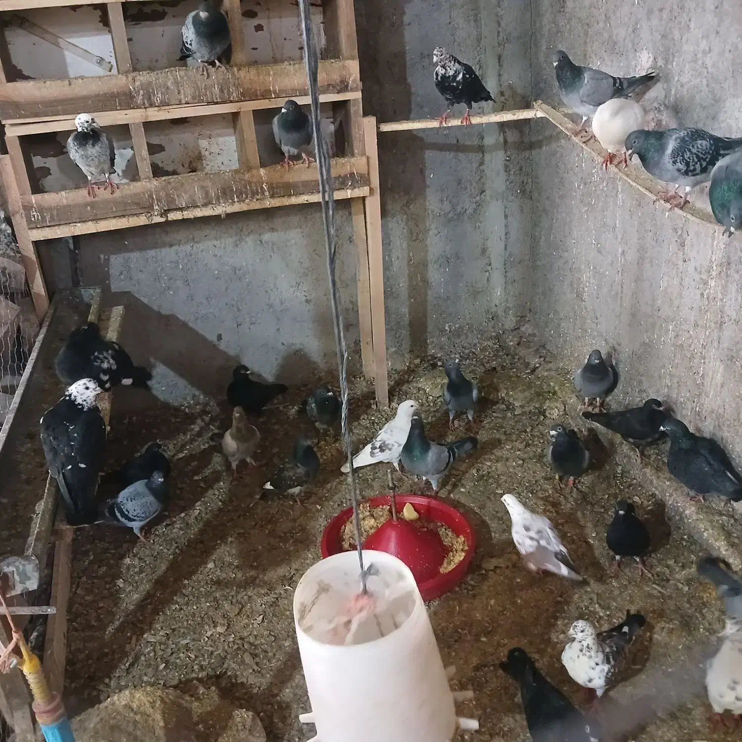 کبوتر|پرنده|جلفا, |دیوار