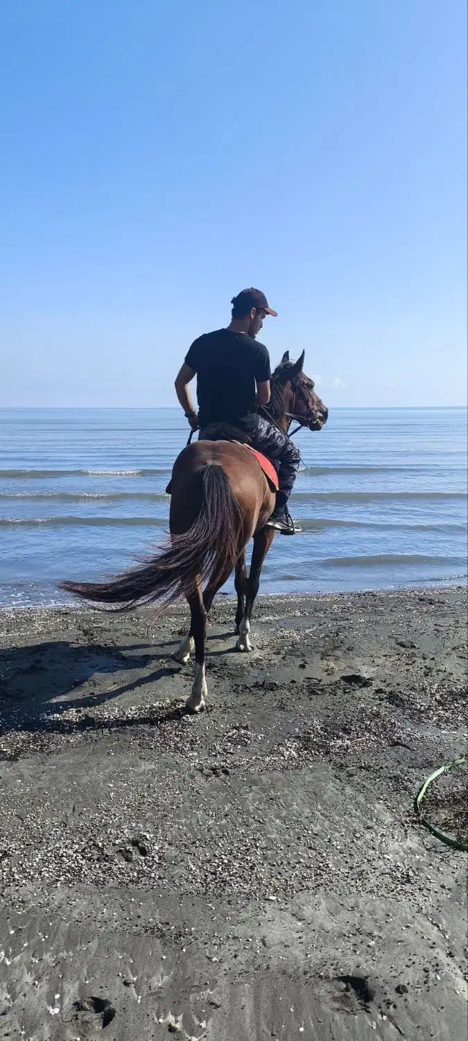 فروش فوری اسب جوان کرد میزان و پرخون|اسب و تجهیزات اسبسواری|پرهسر, |دیوار