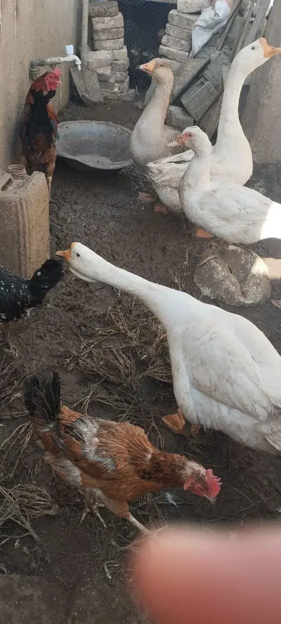 قوغاز اوکراینی گردن ماری|حیوانات مزرعه|زابل, |دیوار