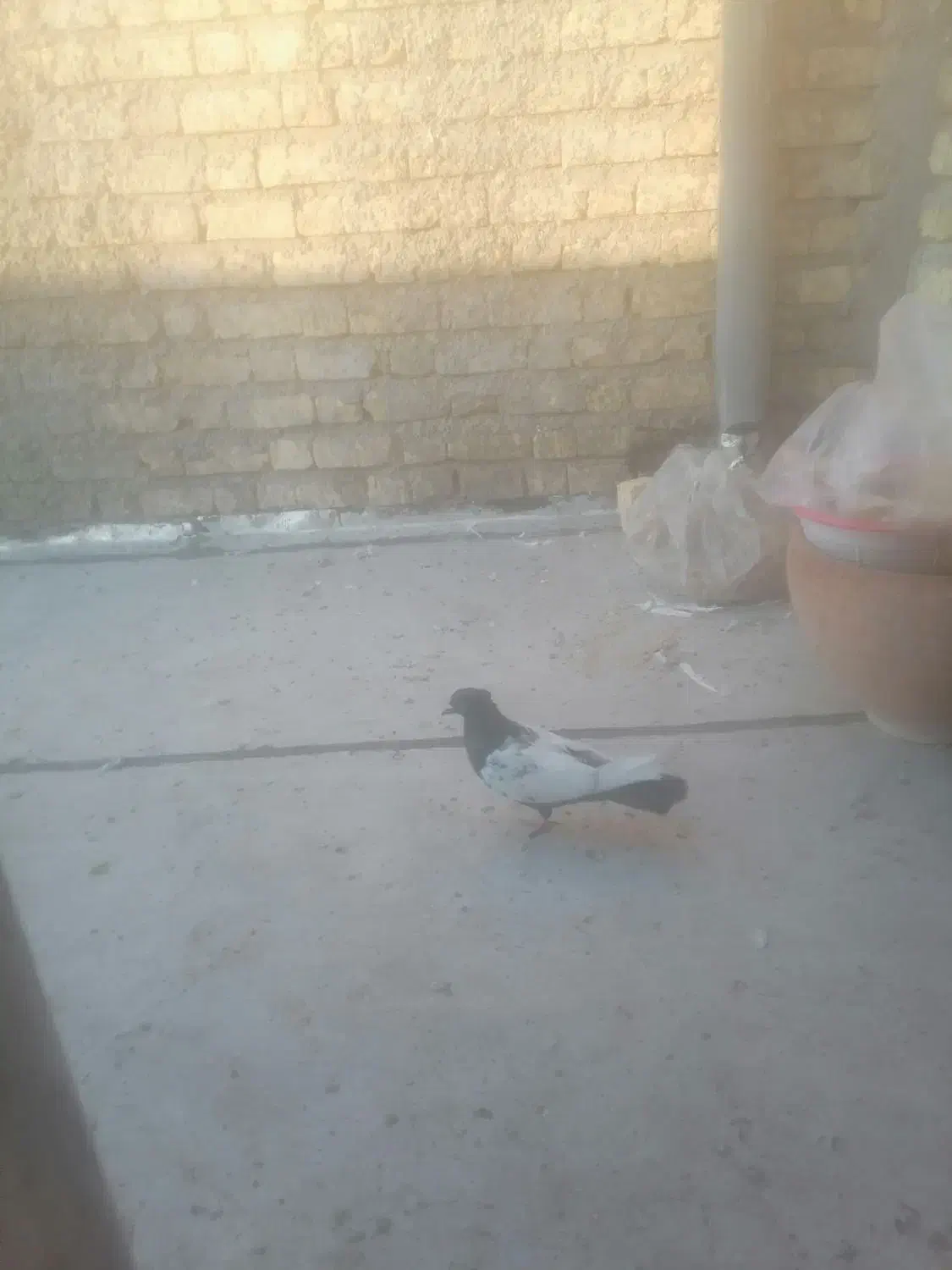 سینه سیاه نر|پرنده|شیراز, وزیرآباد|دیوار