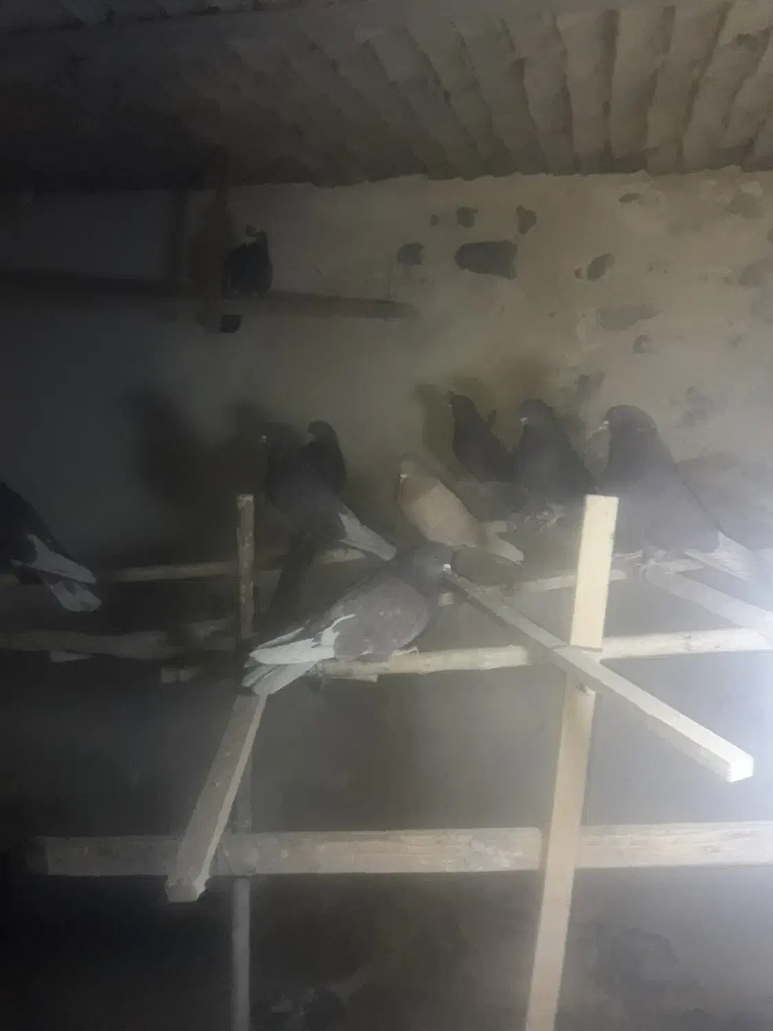 کبوت پرشی|پرنده|ابریشم, |دیوار