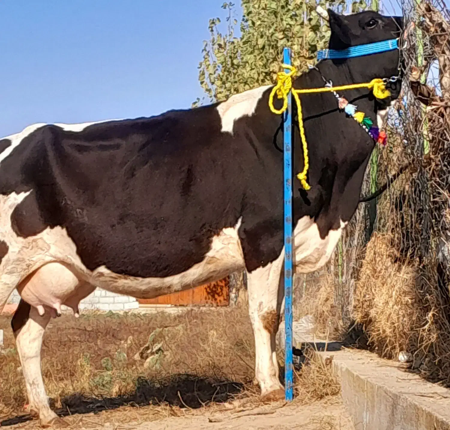 گاو شیری هلشتاین بدون گوساله|حیوانات مزرعه|بندر ترکمن, |دیوار