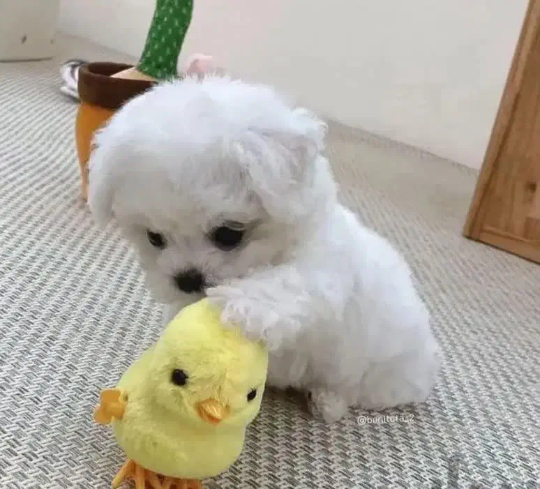 پودل عروسکی|سگ|اصفهان, بهارستان (مخابرات)|دیوار