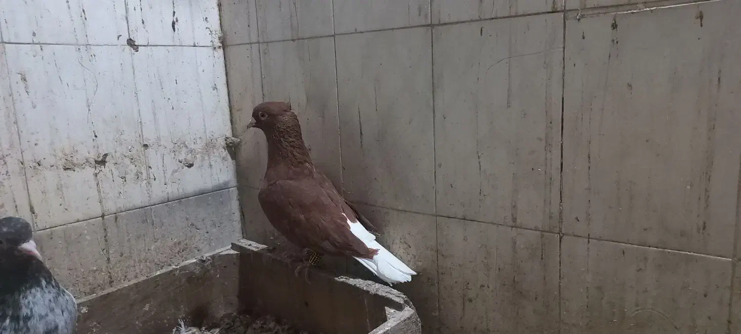 کبوتر رنگه آس|پرنده|شیروان (خراسان), |دیوار