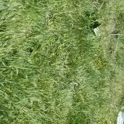 زمین تا هرمقدار در مرکز لوداب شهر گراب|فروش زمین و ملک کلنگی|لوداب, |دیوار