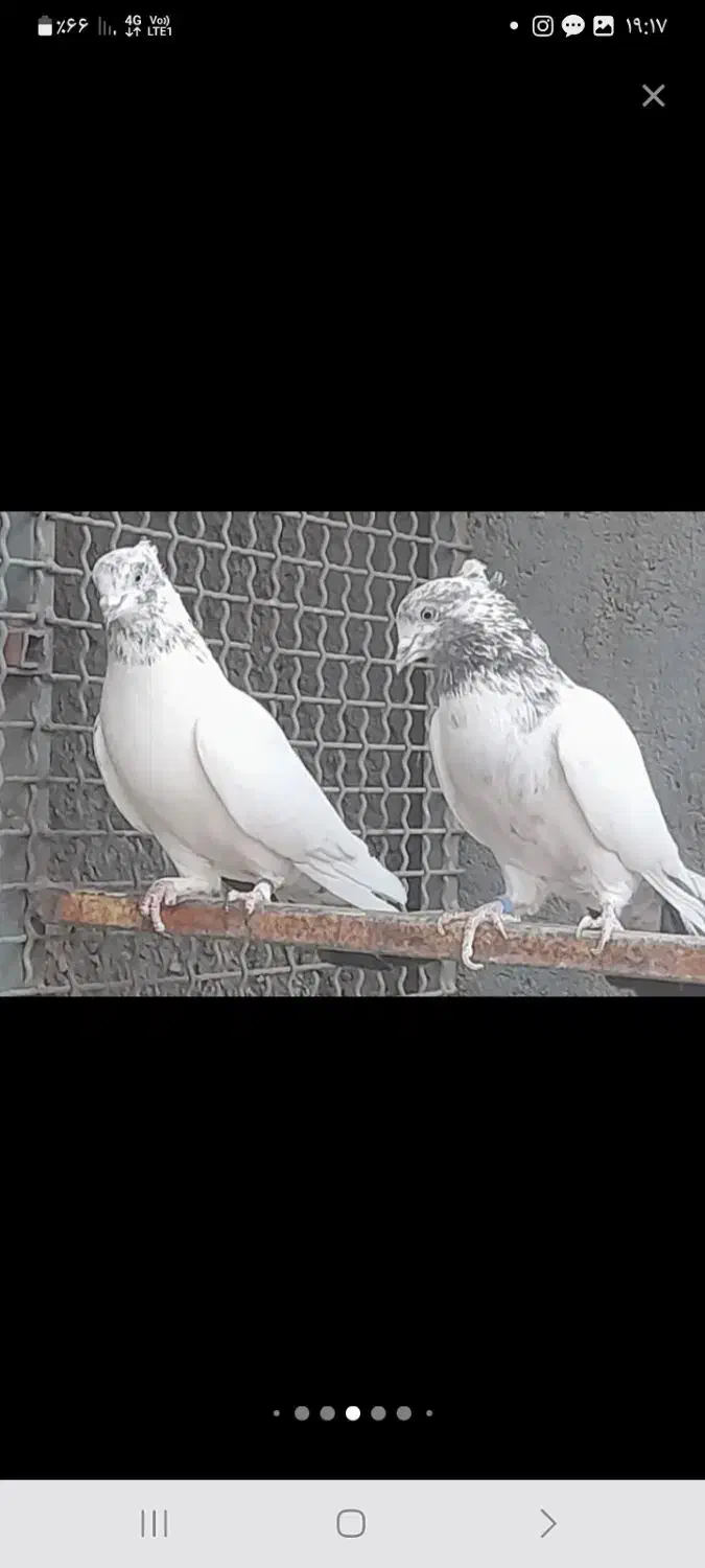 تعدادی کبوتر پرشی|پرنده|قم, باغ اشرافی|دیوار