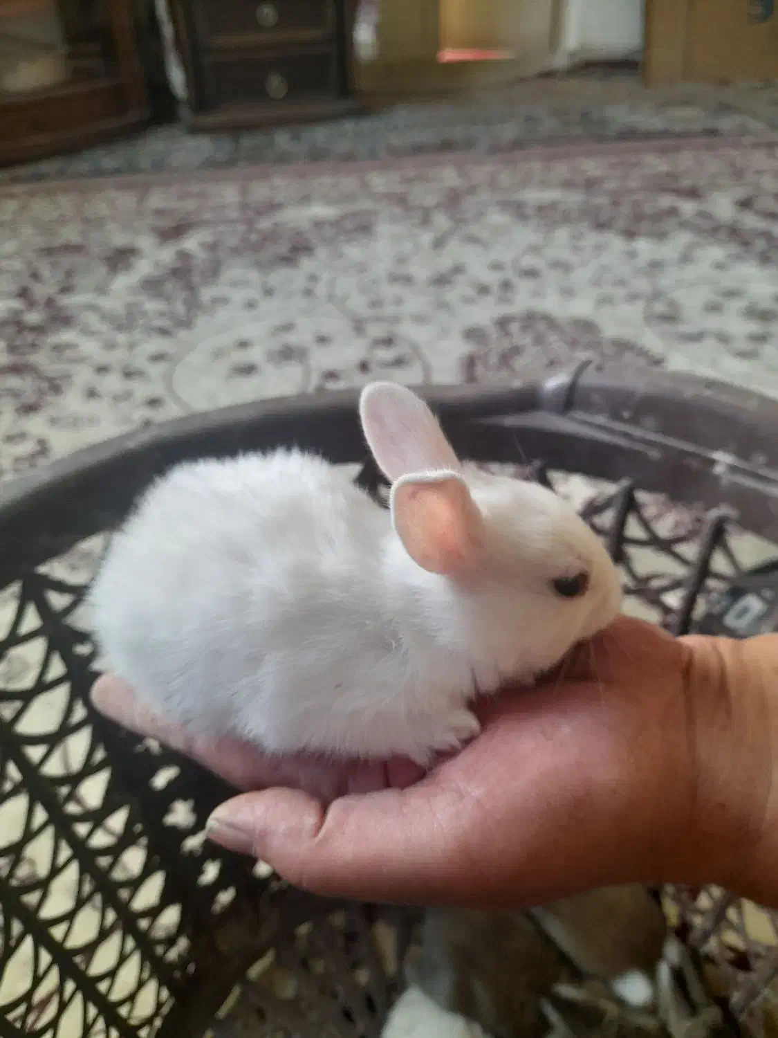 بچه خرگوش خوشکل از نژاد خوب|موش و خرگوش|جهرم, |دیوار