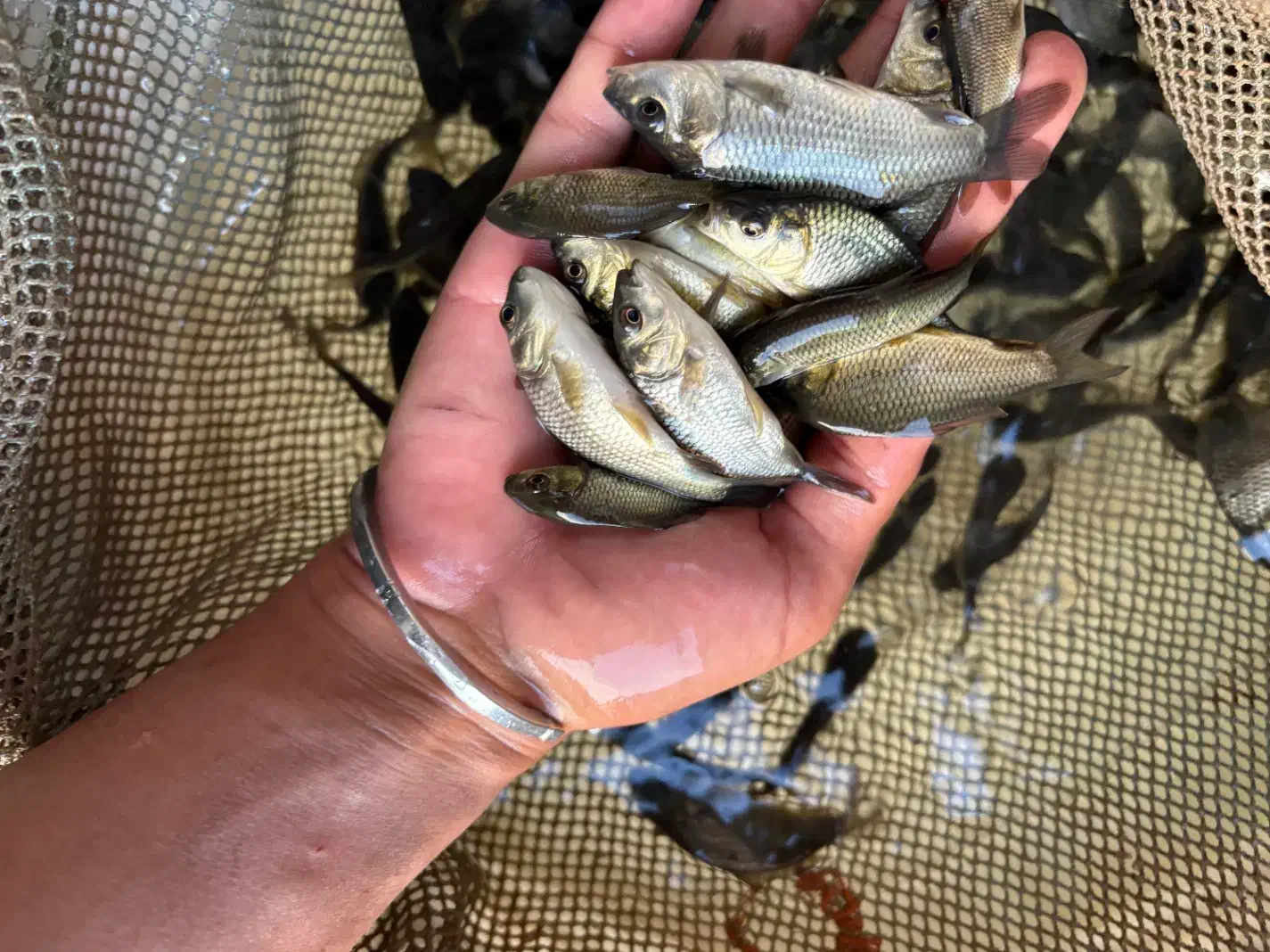 سایز سه بند چهار بند کپور|ماهی|خرم‌آباد, |دیوار