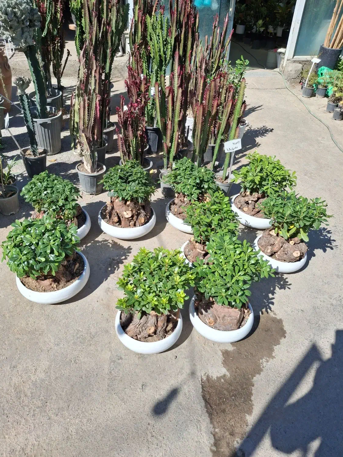 بنسای میخک|گل و گیاه طبیعی|مشهد, نیروی هوایی|دیوار