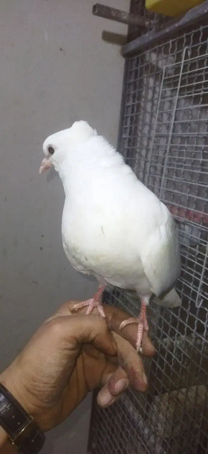 کبوتر سفید اراکی اصیل|پرنده|شیراز, عادل آباد|دیوار