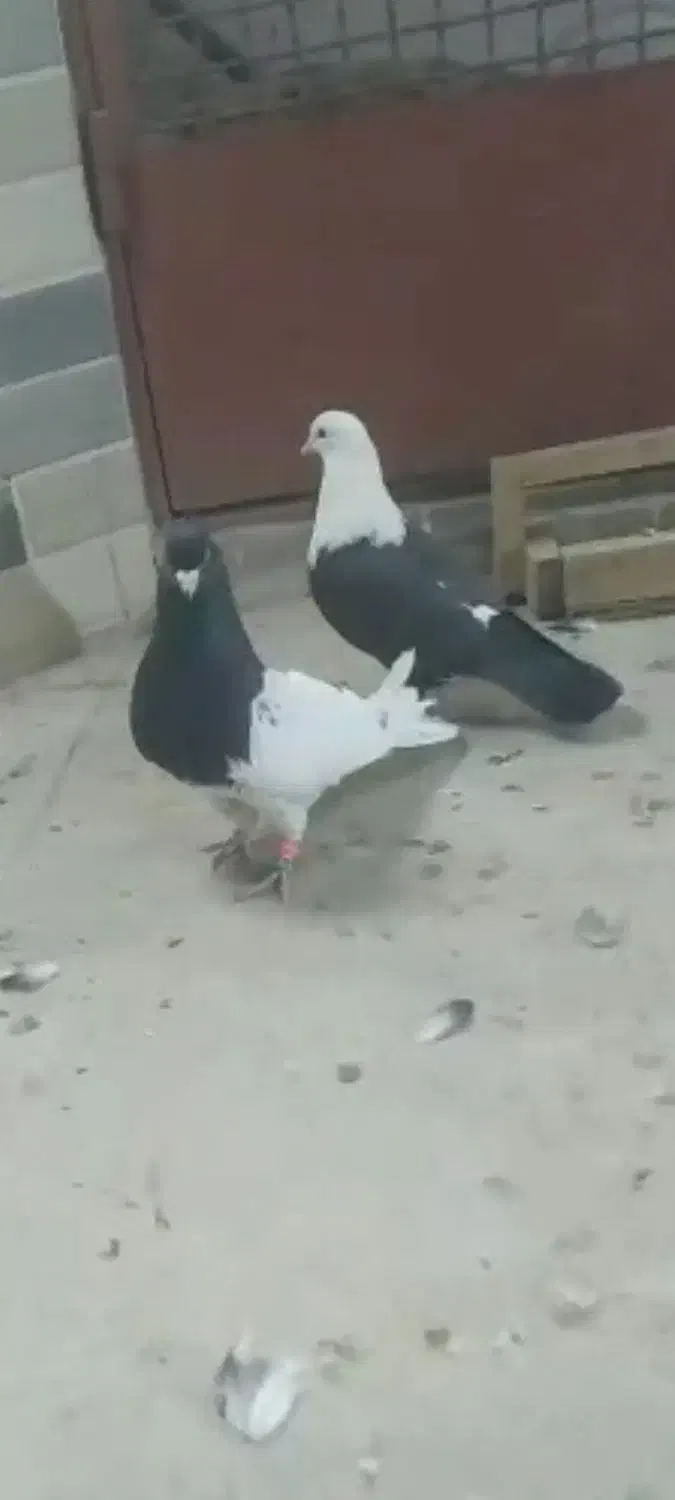 رنگی کفتر کلسفید|پرنده|قم, باغ کرباسی|دیوار