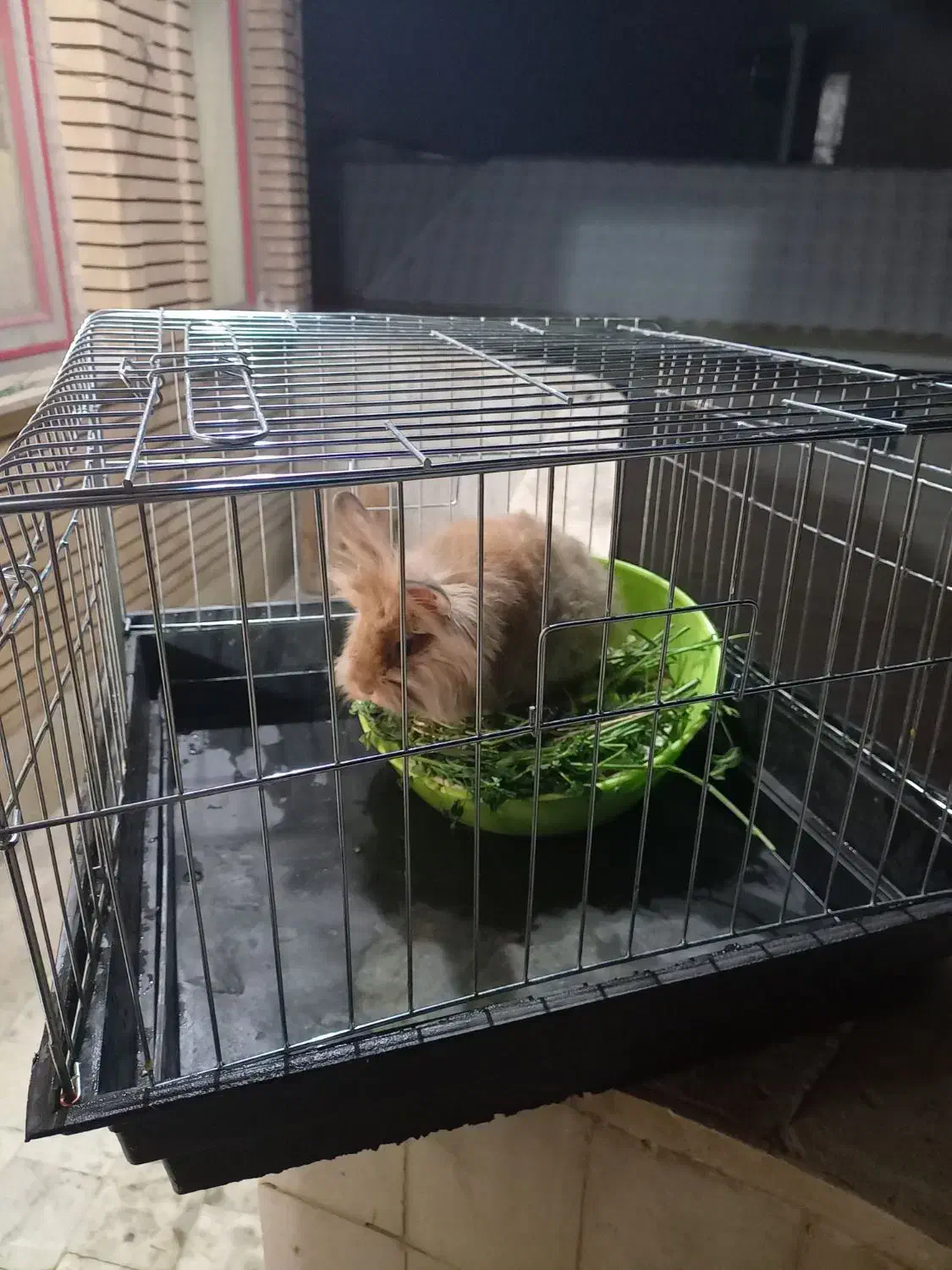 خرگوش لپ|موش و خرگوش|بروجرد, |دیوار