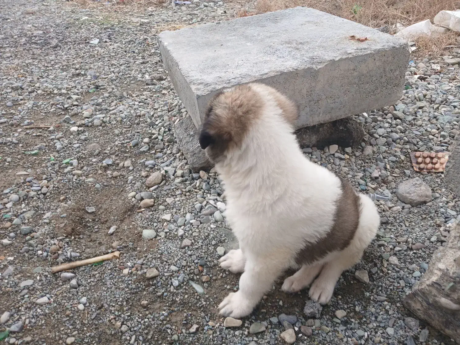 پرستار سگ|حیوانات|شهریار, شهریار|دیوار