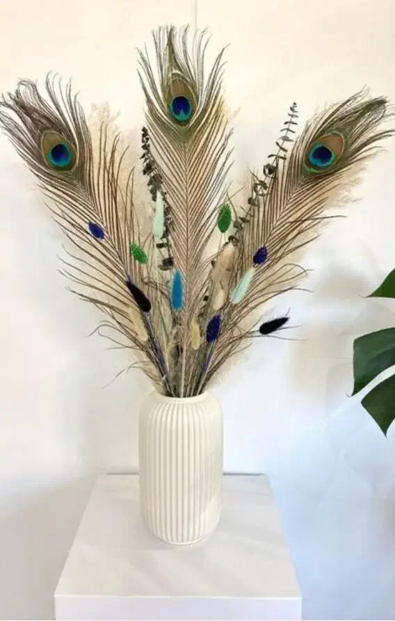 پر طاووس طبیعی|صنایع دستی و سایر لوازم تزئینی|بردسکن, |دیوار