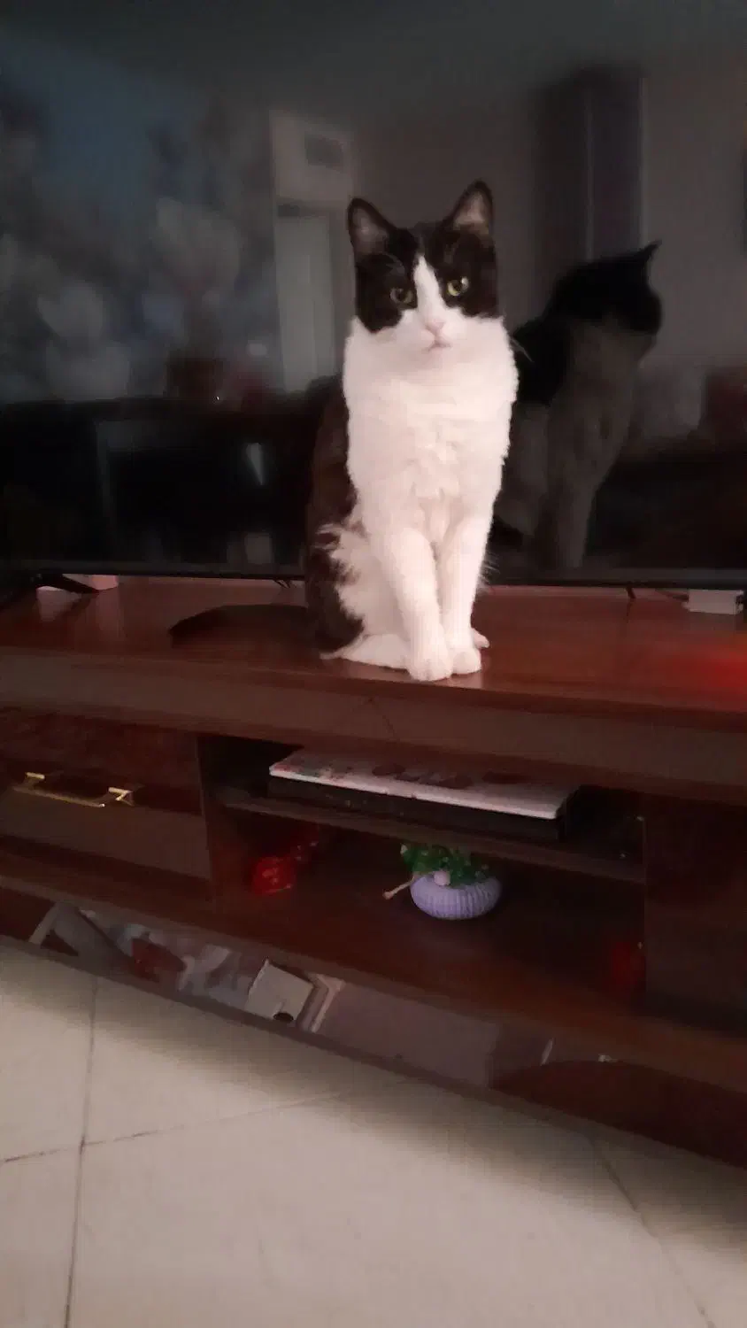 واگذاری گربه ماده تاکسیدو|گربه|کرج, گلشهر|دیوار