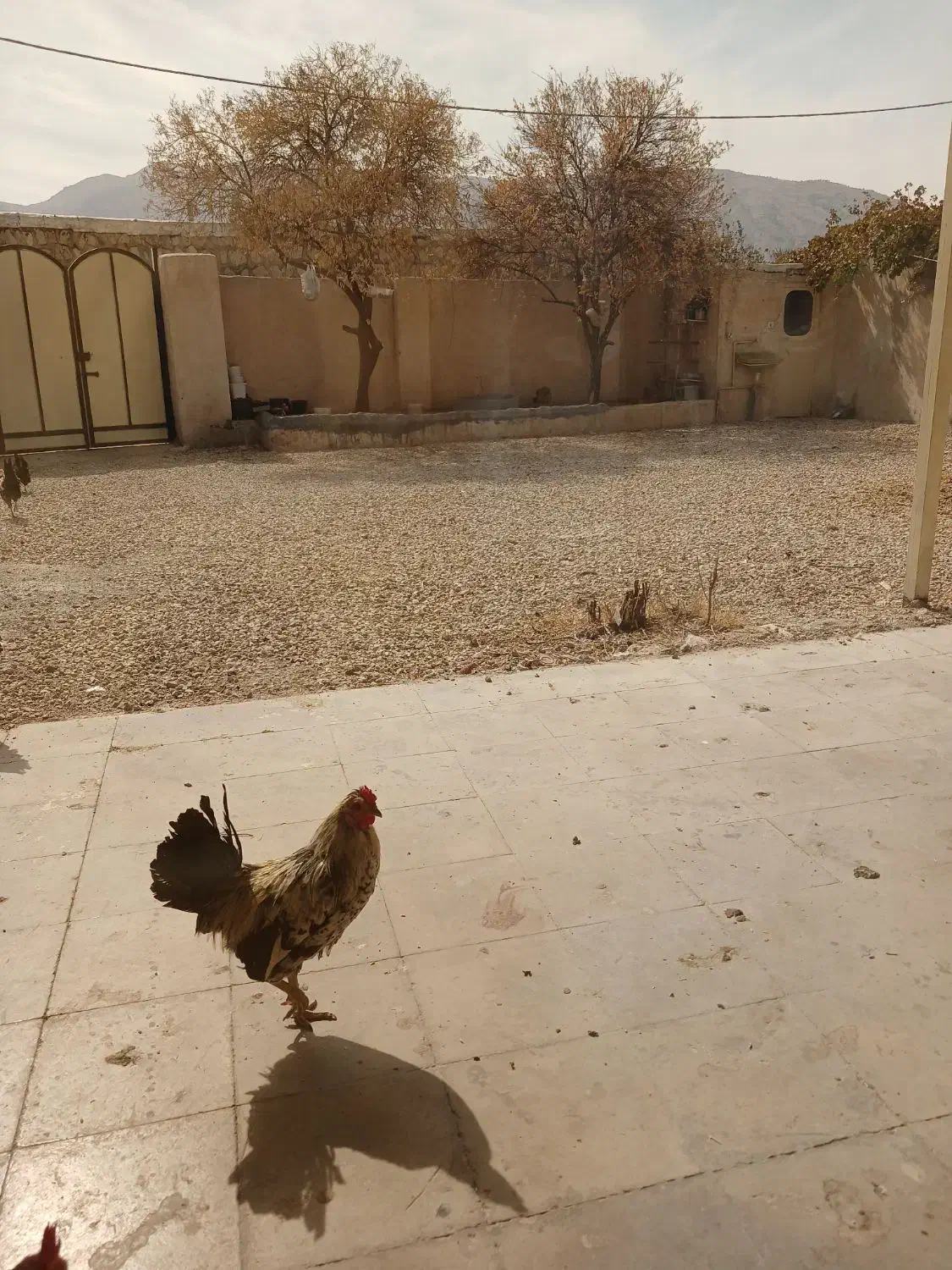 خروس نژاد دار میناتوری|حیوانات مزرعه|کوهمره, |دیوار