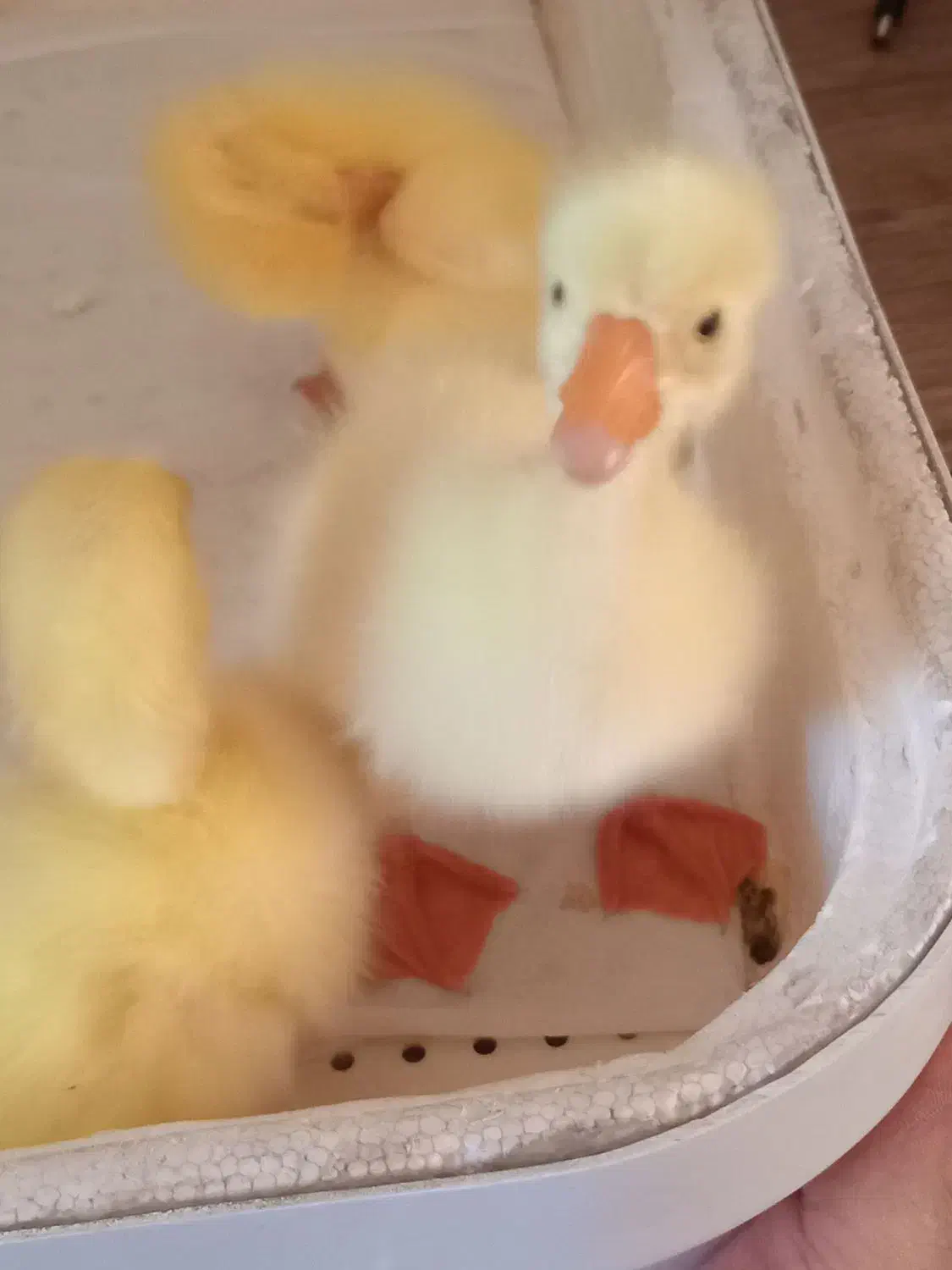 جوجه قوغاز|حیوانات مزرعه|نیشابور, مبارکه|دیوار