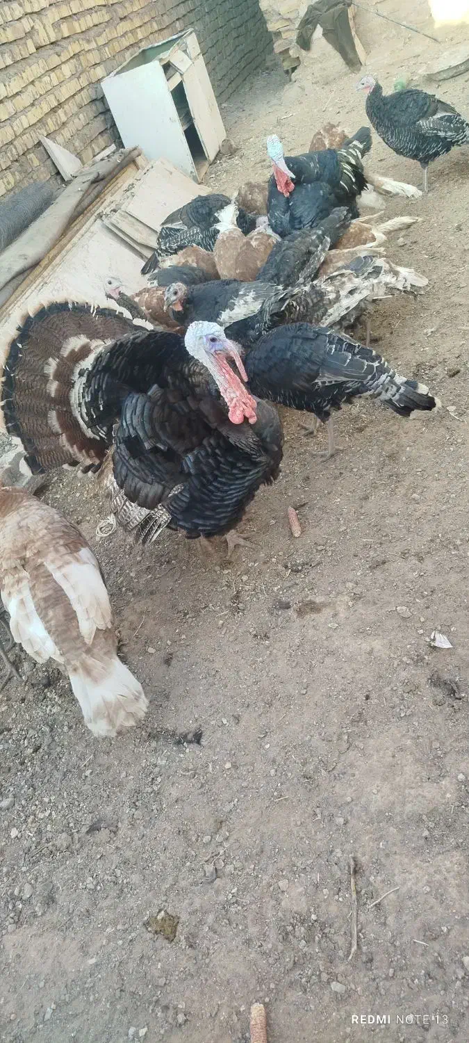 بوقلمون محلی کشتنی ماده تخمی وجوجه|حیوانات مزرعه|خواف, |دیوار