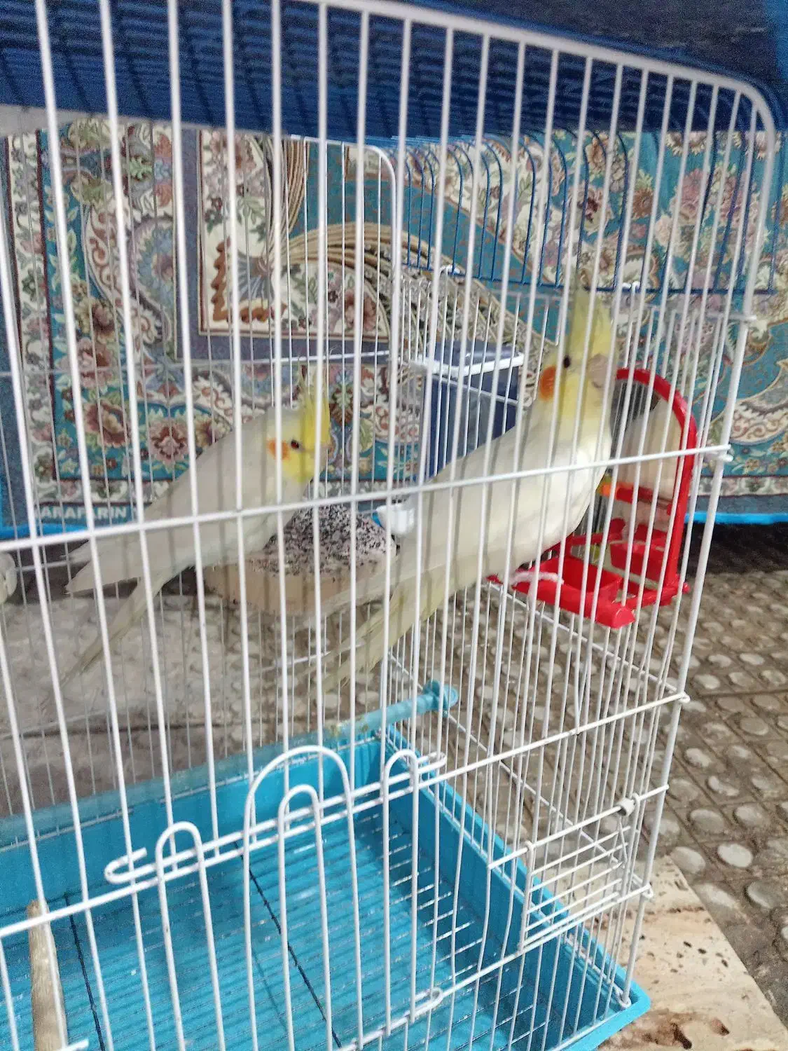 عروس هلندی لوتینو|پرنده|برخوار, |دیوار