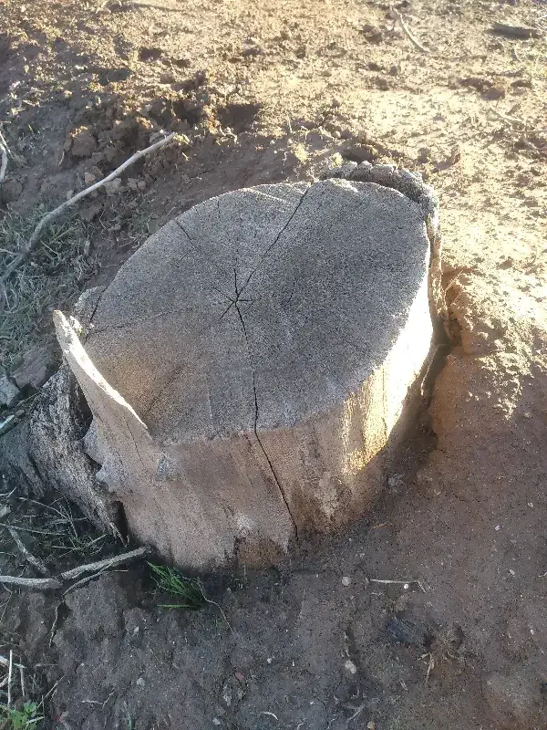 چوب گردو|خدمات باغبانی و درختکاری|نیشابور, فضل|دیوار