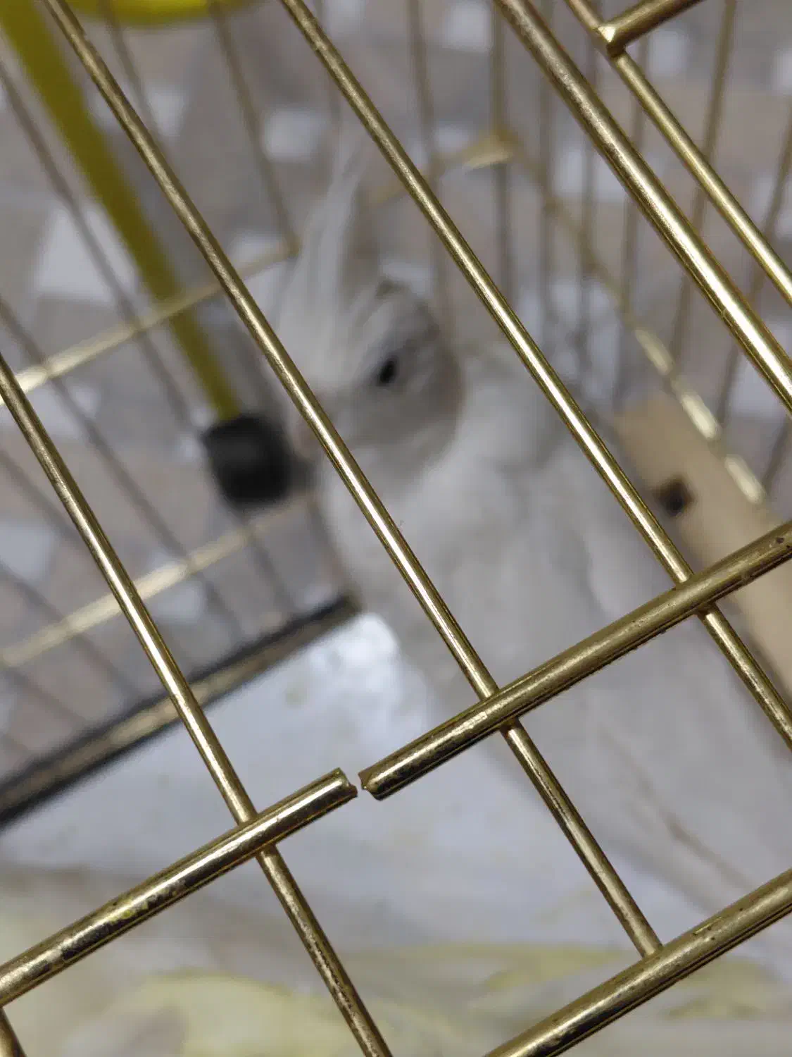 عروس هلندی البینو|پرنده|شهرضا, |دیوار